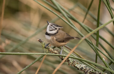 Crested tit perched on a ice covered grasses, close up in woodland in the highlands of Scotland in the winter