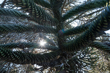 Closeup view of an Araucaria araucana, also known as Monkey Puzzle Tree, beautiful green leaves foliage and sun, creating a lens flare.