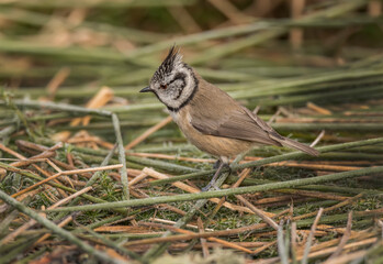 Crested tit perched on a ice covered grasses, close up in woodland in the highlands of Scotland in the winter