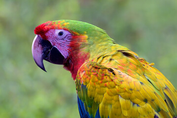 Rare color of scarlet macaw bird