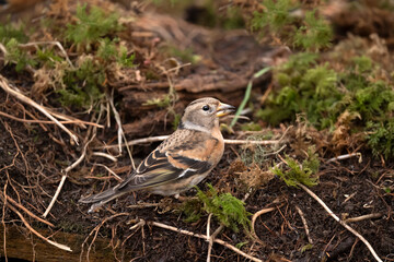Brambling, female, perched on the forest floor, looking for food in the winter close up in Scotland, uk