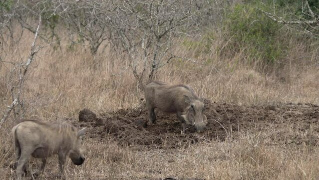 A warthog digging in rhino dung at a midden 
in the African grasslands.
