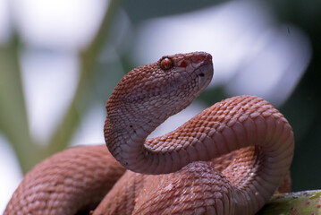 Mangrove pit viper coiled around a tree
