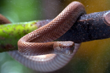 Mangrove pit viper coiled around a tree