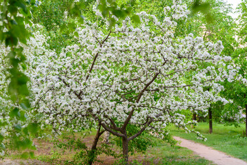 Fototapeta na wymiar White Apple Flowers. Beautiful flowering apple trees. Background with blooming flowers in spring day. Blooming apple tree Malus domestica close-up. Apple Blossom.
