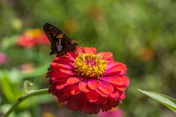 Skipper butterfly on a zinnia flower