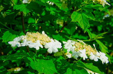 viburnum flowers in close-up on a background of green leaves,  viburnum flowers