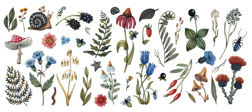 A set of watercolor illustrations. Flowers, plants, berries, mushrooms and insects. 