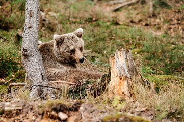 A predatory bear that goes into hibernation, early spring and brown bears.