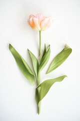 decomposition. beautiful pink tulip pieces on a white background