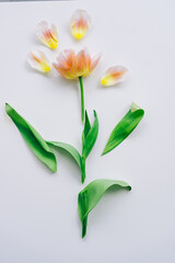 decomposition. beautiful pink tulip pieces on a white background