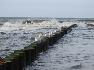 Seagulls on a pier