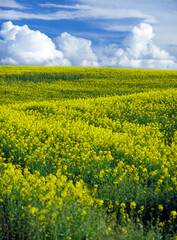 A field of yellow blooming rape, Lower Vistula Valley (Dolina Dolnej Wis³y), Poland