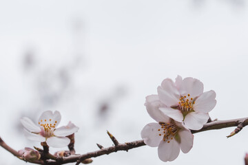 White almond blossoms on its branch on white background