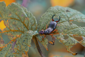 Earwig on leaf