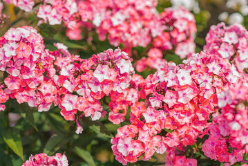 Obraz premium Pink flowers of Phlox paniculata close-up on the background of a green garden