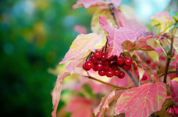 Viburnum fruits on a background of autumn leaves,  Viburnum ordinary. Viburnum branches with red,ripe, berries and leaves