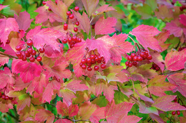 Viburnum fruits on a background of autumn leaves,  Viburnum ordinary. Viburnum branches with red,ripe, berries and leaves