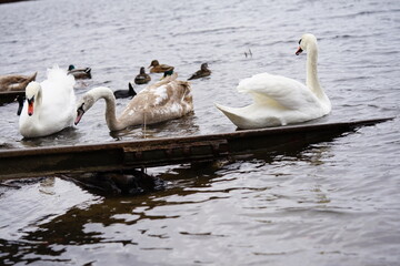 Sturm windig Berlin Weissensee