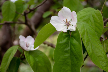 Fototapeta premium Quince or cydonia oblonga branches with pale pink flowers