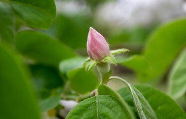 Quince or cydonia oblonga pale pink flower bud