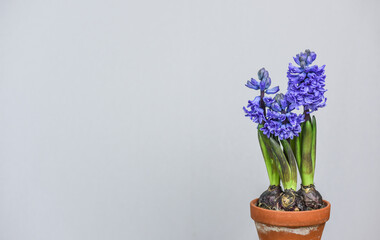 Blaue Hyazinthe in Blumentopf, Frühblüher im Frühling im Tontopf