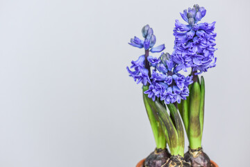 Blaue Hyazinthe in Blumentopf, Frühblüher im Frühling im Tontopf