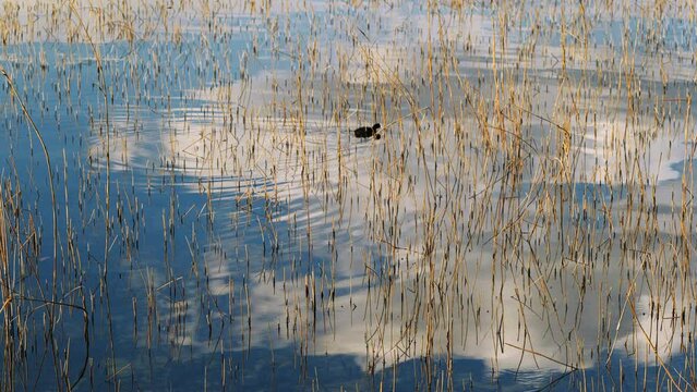 Wild duck swimming on lake Como.sky and clouds are reflected on calm lake.Birds in the water.calm and relaxation concept	