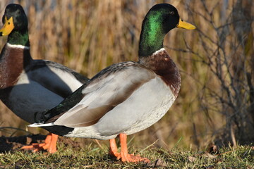 Germano reale maschio in abito nuziale