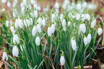 Snowdrops in the meadow close-up. Plant world