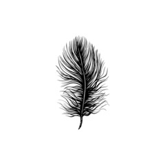 fluffy feather, vector graphics. Use for patterns, posters, postcards and more