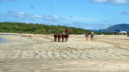 String of horses for tourists to ride on the beach in Tamarindo, Costa Rica