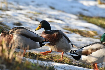 Germano reale maschio in abito nuziale