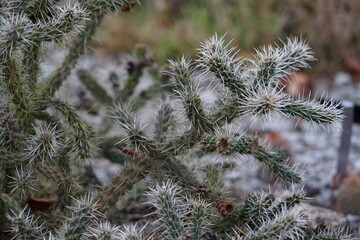 stacheln einer Kaktee