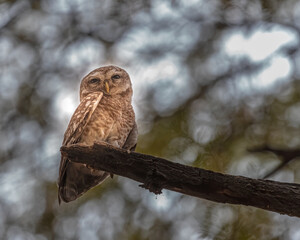 Spotted Owl resting on a tree