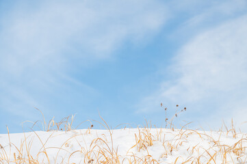青空と雪と枯草