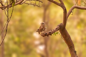 A Spotted Owl in natural habitat