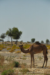 camel eating in the desert