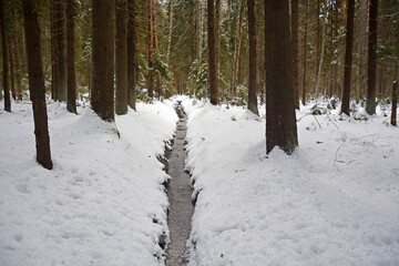Small forest stream in the forest in winter. Russia, Leningrad region