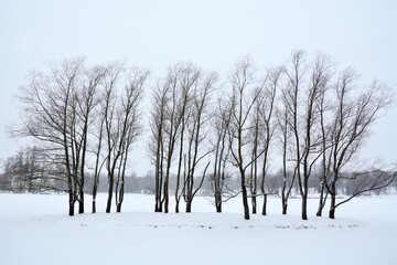 Beautiful snow covered winter forest in Russia. Nature, winter