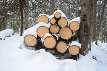 Beautiful snow covered winter forest in Russia. Nature, winter