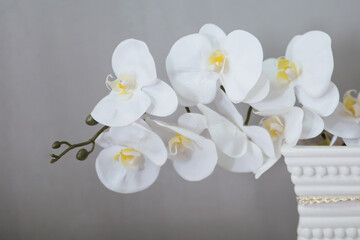 Fototapeta na wymiar White orchid flower on a gray wall.