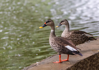 A Pair of Spotted Bill Duck by the lake
