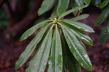 ein Rhododendron die gr&uuml;nen Bl&auml;tter sehr nass