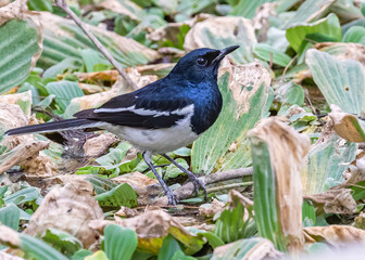 A oriental Magpie in lake