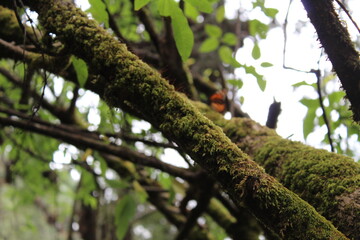 Fototapeta premium bosque en mariposa monarca