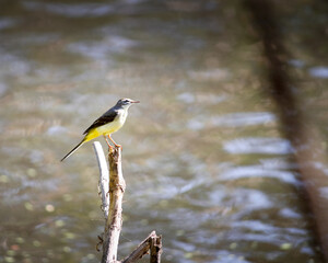Gray wagtail bird near lake 