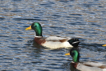 Fototapeta premium Germano reale maschio in abito nuziale