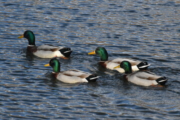Germano reale maschio in abito nuziale