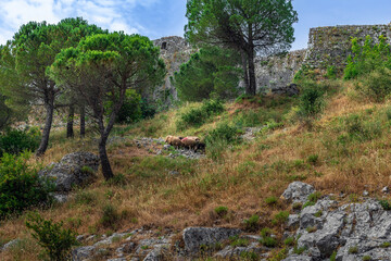 A flock of sheep graze among the tall yellow-green grass near the walls of Rozafa Castle in Albania. Livestock pasture on the hillside among the stone ruins